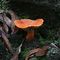 orange mushroom