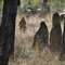Ghosts of the bush