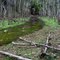 Backwater leading into Lake Tyers
