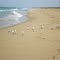 Mewy na plaży-Gulls on the beach