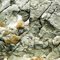 Fossils at Poverty Point