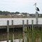 Pelican, Laffin Point, Goolwa North