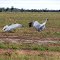 Dancing Brogals on Thomson Road betw. Windorah and Jundah, Qld, Australia