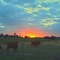Cattle at end of day