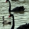 Number 22 gliding by, slipping through water, soft as velvet, deeper than a sigh, silhouette of flowing grace, their supple necks in silent rhythm, gliding......sliding.....float in liquid space.