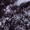 Grey headed flying-fox colony at Gympie, QLD. The colony contains around 10,000 flying foxes, sometimes increasing to around 15,000 when a colony of migratory Litte Red flying foxes joins them.
