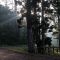 Morning Mists filter the sunlight at Amama, Amamoor, Queensland