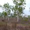 Australian Bush, Cape Gloucester
