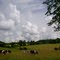 Cloudy with a Chance of Cows