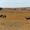 Emus - somewhere in the Flinders Ranges