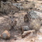 Path to the Yourambulla Caves, Wallaby's