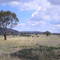 Hard summer, Riverina (Feb 2008)