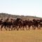 Camel Farm Australia