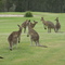 Kangaroo