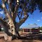 Under the shade of a great Wandoo tree..