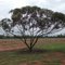 Riverina Eucalyptus, Lake Woorabinda