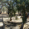 Hillston River panorama