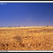 Drought Ravaged Crops, Hillston, N.S.W.