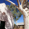 Hermannsburg Mission Church