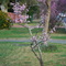 Spring Aug 2009