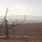 tree on Hiltaba Kokotha track