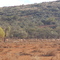 sheep on west of Kokatha Hiltaba track