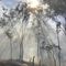 After Bush Fire