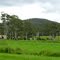 Potato farm along Tumoulin Road, with old rose gums (Eucalyptus grandis)