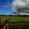 FARM