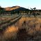 Bush track in the Harts Ranges