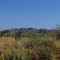 Roadside wild-flowers along the Plenty Highway, near Harts Range NT