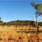 Spotted Tigers Bush camp Harts Ranges**NT
