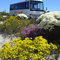 Wildflowers Western Australia