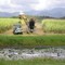 Cane Harvesting