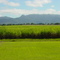 Canefields to the North