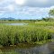 Grasslands at the wetlands.