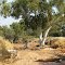 Bonya Creek, NT dry creekbed