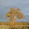 Red gum in plantation 2