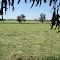 harvest