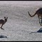 Kangaroos in Lasseter Hwy....© by leo1383