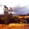 Kimba from far