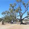 The Dig Tree 2003