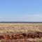 Feel The Space - Panorama from side of the road, Tirrawarra to Moomba.