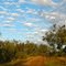 Beautiful bush sky