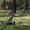 Завтрак кенгуру (Kangaroo Breakfast)