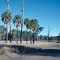 Livistona nitida (8) at the road to Carnarvon / QLD (Sep. 1979)