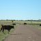 Bumper crop, Outback Queensland (see my beef tenderiser)