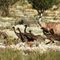 Emu and chicks near Ivanhoe