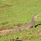 Kakadu lizard/Myrjan