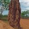 Termite Hill Kakadu NP